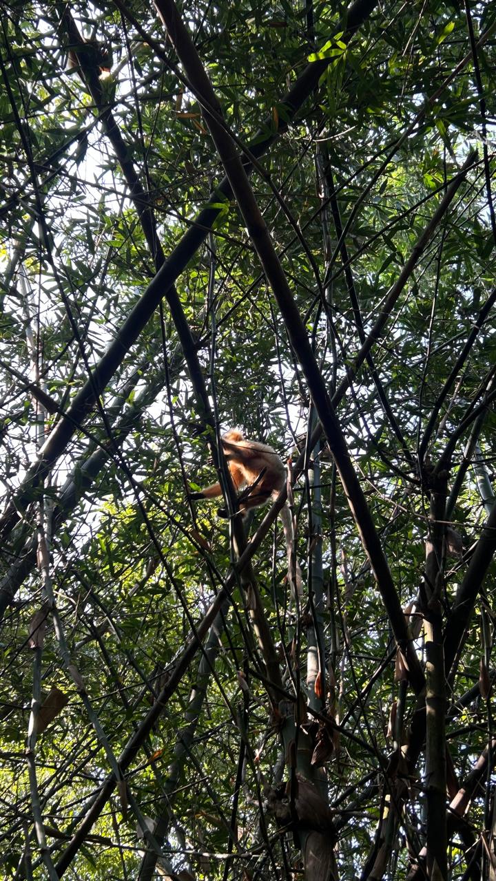 A golden langur in the Bodoland forests